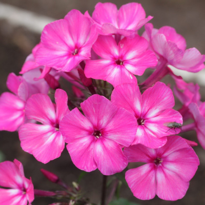 Флокс Автограф купить с доставкой обильно цветущий многолетник