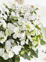 Гортензия Сбежавшая невеста (Runaway Bride) гибридная