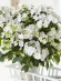 Гортензия Сбежавшая невеста (Runaway Bride) гибридная купить с доставкой Гортензия Сбежавшая невеста (Runaway Bride) гибридная купить с доставкой