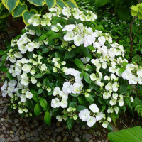 Гортензия Сбежавшая невеста (Runaway Bride) гибридная