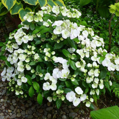 Гортензия Сбежавшая невеста (Runaway Bride) гибридная купить с доставкой Гортензия гибридная Сбежавшая невеста (Runaway Bride) – уникальная ампельная гортензия, созданная японским селекционером Ushio Sakazaki, в 2018 году была признана лучшим растением на выставке в Челси (RHS). Во время цветения эта красавица полностью покрыта крупными белыми цветами, напоминая белый шар.