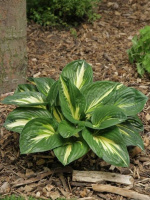 Хоста Стинг (Sting) [M]