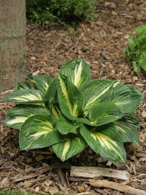 Хоста Стинг (Sting) [M] купить с доставкой 