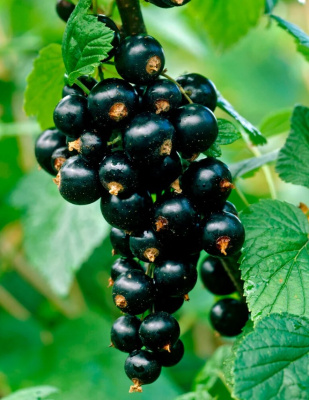 Смородина Зеленая Дымка купить с доставкой 