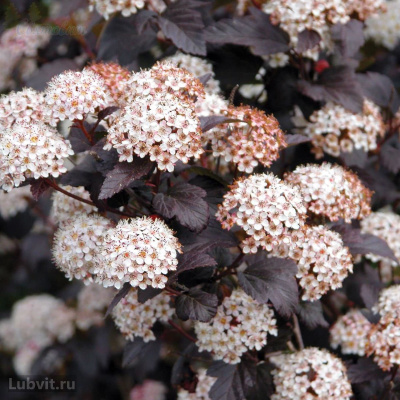 Пузыреплодник Дьяболо (Diabolo) купить с доставкой Пузыреплодник калинолистный Дьяболо очень популярен у садоводов. Благодаря яркой окраске листьев, нежным обильным цветам с приятным ароматом, кустарник на протяжении всего сезона не теряет своей привлекательности.