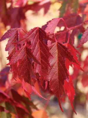 Клен Гиннала (Ginnala) купить с доставкой Клен Гиннала – невысокое деревце или раскидистый кустарник с коротким стволом и красивой широкой кроной. Он по–настоящему преображается в осенний период. Тогда его листва становится огненно–красной пышной «шапкой», завораживая окружающих буйством и пестротой красок