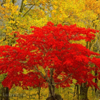 Клен Гиннала (Ginnala)