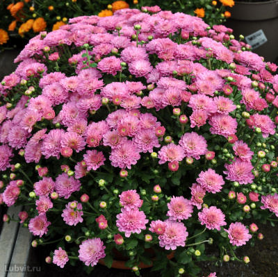 Хризантема мультифлора Дастин Пинк (Dustin Pink) купить с доставкой чрезвычайно привлекательное растение с осенними сроками цветения