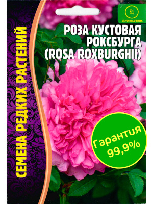 Роза кустовая Роксбурга [Семена редких растений] купить с доставкой Роза Роксбурга – одна из самый популярных сортов в мире. Колючий кустарник цветет крупными ароматными цветами и имеет вкусные и очень полезные плоды.