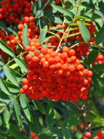 Рябина Алая Крупная