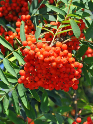 Рябина Алая Крупная купить с доставкой  настоящая жемчужина среди рябин! Покоряет не только яркими, сочными плодами крупных размеров, но и великолепной осенней окраской. В сентябре крона словно вспыхивает разными оттенками – от золотистого до пурпурного. А усыпанные алыми ягодами ветви выглядят просто волшебно в лучах осеннего солнца! Сорт рано вступает в плодоношение – уже на 3-4 год можно собрать первый урожай. Ягоды не имеют горечи, свойственной дикой рябине, поэтому их смело используют для варенья, компотов и наливок.