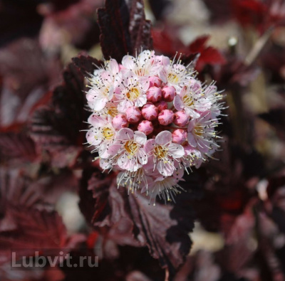 Пузыреплодник Леди ин Ред (Lady in Red) купить с доставкой сорт выведен в Великобритании, в 2012 году, он занял лидирующие позиции среди декоративных культур