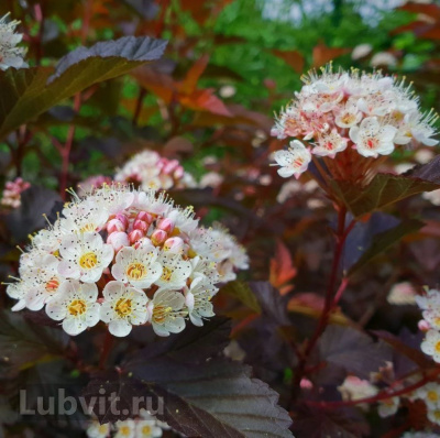 Пузыреплодник Литтл Джокер (Little Joker) купить с доставкой Литл Джокер переводится как Маленький Шутник обрел популярность среди садоводов благодаря тому, что его кусты сохраняют