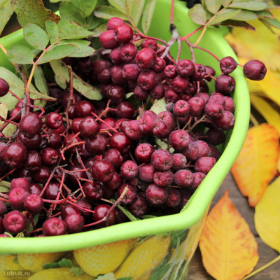 Рябина Титан купить с доставкой уникальное Мичуринское творение, так как, кроме декоративного внешнего вида, имеет сладкие плоды
