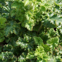 Гейхера Малахит (Malachite)