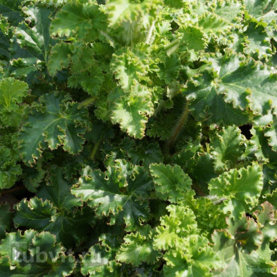 Гейхера Малахит (Malachite) купить с доставкой вечнозеленое травянистое растение