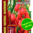 Томат Аурия [Семена редких растений] купить с доставкой - Томат Аурия [Семена редких растений] купить с доставкой