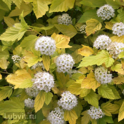Пузыреплодник Лютеус (Luteus) купить с доставкой прекрасный кустарник для тех, кто не любит постоянства: меняет свою окраску в соответствии с сезоном