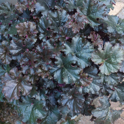 Гейхера Ворлд Кафе Эспрессо (World Caffe Espresso) купить с доставкой привлекает внимание крупными листьями с резным курчавым краем необыкновенно эффектной окраски