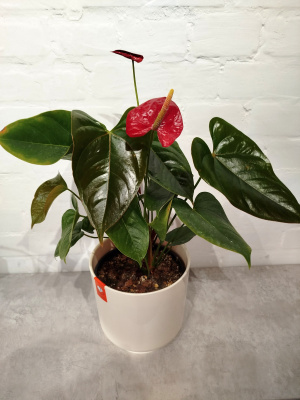 Антуриум Андрэ (Andreanum) + горшок в подарок купить с доставкой 