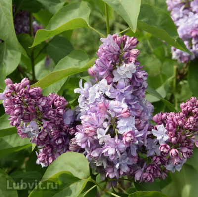 Сирень Колхозница купить с доставкой Одна из самых выносливых сиреней. Несмотря на свое название обладает удивительными цветами, способными порадовать даже искушенного садовода