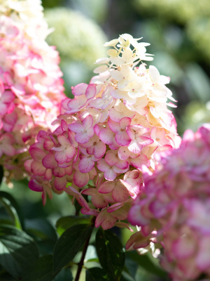 Гортензия Ливинг Пинки Промис (Living Pinky Promise) метельчатая купить с доставкой Миниатюрная розовая красавица, которая может украсить ваш сад своими пышными розовыми соцветиями. Более того, этот сорт подходит для контейнерного выращивания