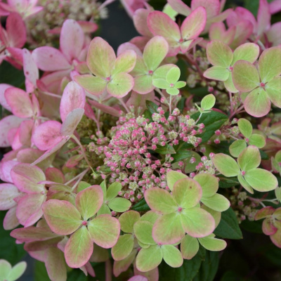 Гортензия Пастель Грин (Pastelgreen) метельчатая купить с доставкой Гортензия метельчатая Пастель Грин (Pastelgreen) – уникальная представительница вида, которая меняет окраску цветов в течение всего сезона, каждый день удивляя новыми красками. В палитре цветка и белый, и зеленый, и розовый, и винный, и фисташковый оттенки. Еще одно положительное качество – самое раннее цветение среди гортензий.