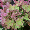 Гортензия Пастель Грин (Pastelgreen) метельчатая