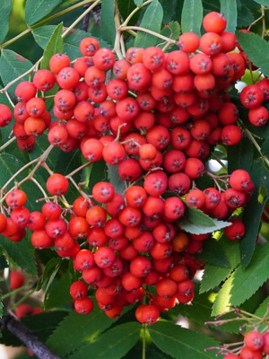 Рябина Рубиновая купить с доставкой 