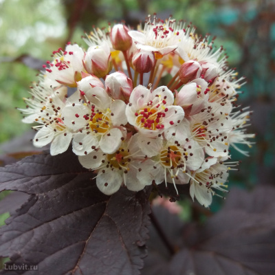 Пузыреплодник Диабло д&#039;Ор Миндиа (Diable d&#039;Or Mindia) купить с доставкой ​Пузыреплодник Диабло д'​Ор Миндиа – ​очень привлекательный и компактный лиственный кустарник, он может стать настоящим украшением в Вашем саду. Также он очень выгодно смотрится на фоне ярко–лиственных деревьев и разноцветных кустарников, выделяясь своей простой и строгой красотой