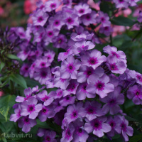 Флокс Мистер Икс