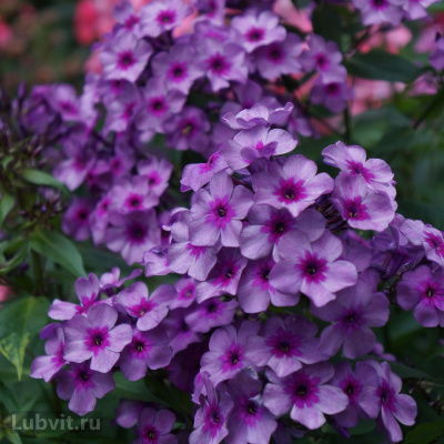 Флокс Мистер Икс купить с доставкой Окраска флокса очаровывает своей непосредственностью и сдержанным изяществом