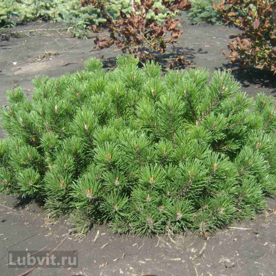 Сосна горная Пумилио (Pumilio), Сосна стланиковая, Кедровый стланик 1с купить с доставкой органично вписывается и в классические ландшафтные стили