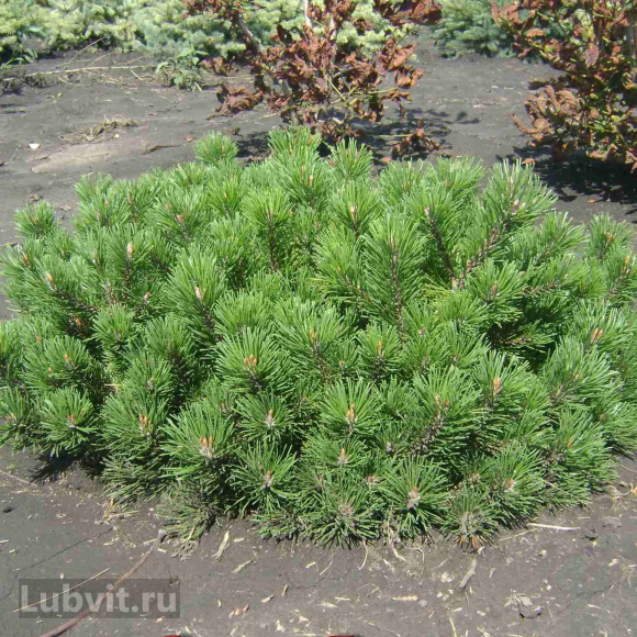 Сосна горная стланиковая Пумилио (Pumilio), Кедровый стланик купить с доставкой Сосна горная стланиковая Пумилио (Pumilio), Кедровый стланик купить с доставкой