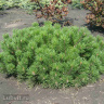 Сосна горная Пумилио (Pumilio), Сосна стланиковая, Кедровый стланик 1с