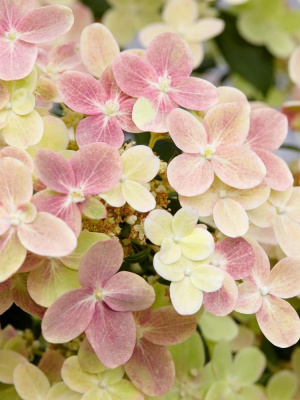 Гортензия Полистар (Polestar) метельчатая купить с доставкой Восхитительная карликовая полярная звездочка, которая осветит своим светом и сад, и дом. Уникальная расцветка цветов и пышное цветение обрадует каждого любителя растений