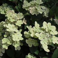 Гортензия Полистар (Polestar) метельчатая