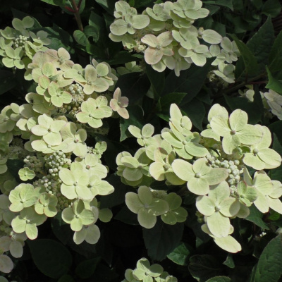 Гортензия Полистар (Polestar) метельчатая купить с доставкой Восхитительная карликовая полярная звездочка, которая осветит своим светом и сад, и дом. Уникальная расцветка цветов и пышное цветение обрадует каждого любителя растений