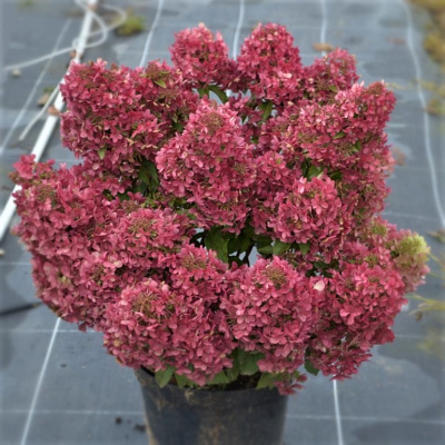 Гортензия Петит Стар (Petite Star) метельчатая купить с доставкой Гортензия Петит Стар (Petite Star) – эксклюзивная новинка от французских селекционеров. Она радует взгляд роскошным, длительным цветением и необычной окраской. Это идеальное ландшафтное растение, которое отлично впишется в дизайн любой садовой клумбы или террасы.