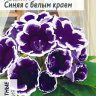 Глоксиния Аванти Синяя с белым краем [Семена алтая]
