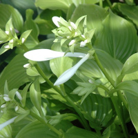 Хоста Роял Стандарт (Royal Standard) [L]