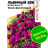 Львиный зев Фейерверк темно-фиолетовый ампельный [Семена алтая] купить с доставкой - Львиный зев Фейерверк темно-фиолетовый ампельный [Семена алтая] купить с доставкой