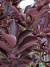 Черемуха Краснолистная (Purpurea) купить с доставкой
