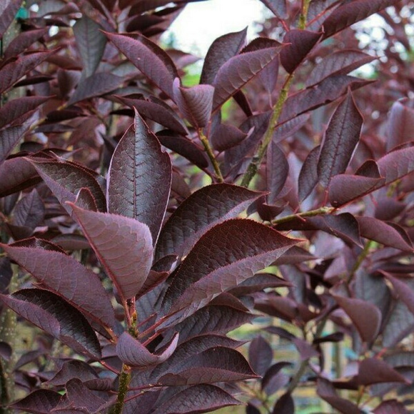 Черемуха Краснолистная (Purpurea) купить с доставкой Черемуха Краснолистная (Purpurea) купить с доставкой