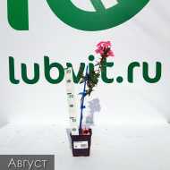 Флокс Золотая Русь