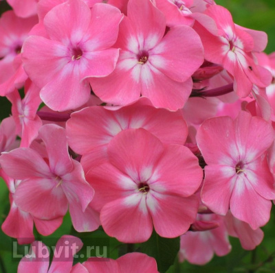 Флокс Золотая Русь