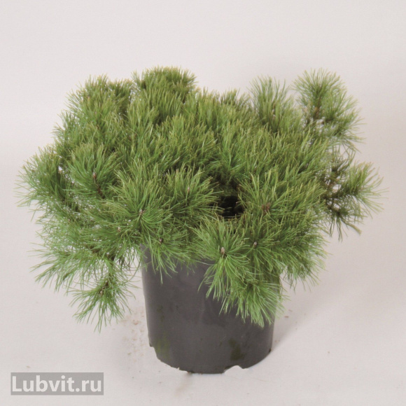 Сосна горная Мугус (Mughus) купить с доставкой Сосна горная Мугус (Mughus) купить с доставкой