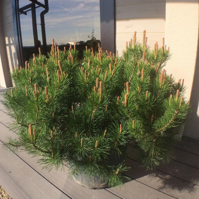 Сосна горная Мугус (Mughus) купить с доставкой Хороша она для каменистых садов, малых садов и укрепления откосов