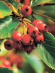 Боярышник Шарлаховый (Crataegus coccinea) купить с доставкой Боярышник Шарлаховый (Crataegus coccinea) купить с доставкой