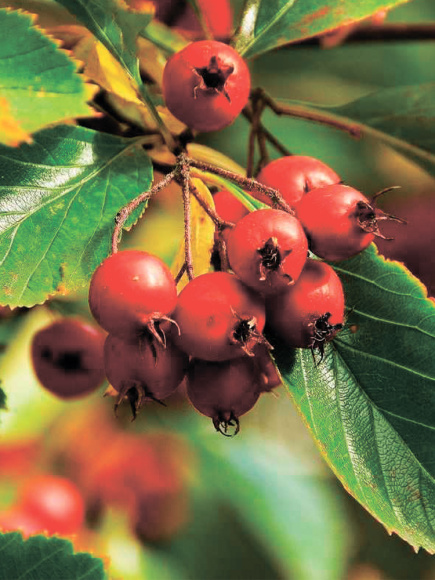 Боярышник Шарлаховый (Crataegus coccinea) купить с доставкой Боярышник Шарлаховый (Crataegus coccinea) купить с доставкой
